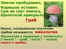 Опасные грибы в окружающем мире
