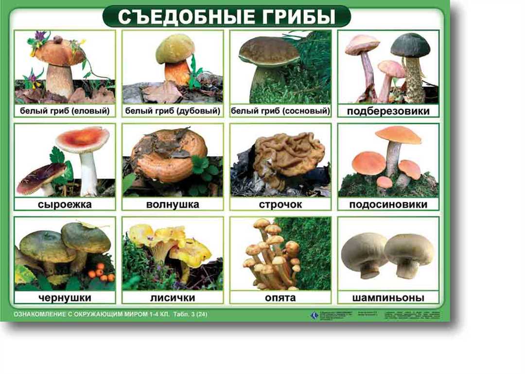 Проект по окружающему миру о опасных грибах