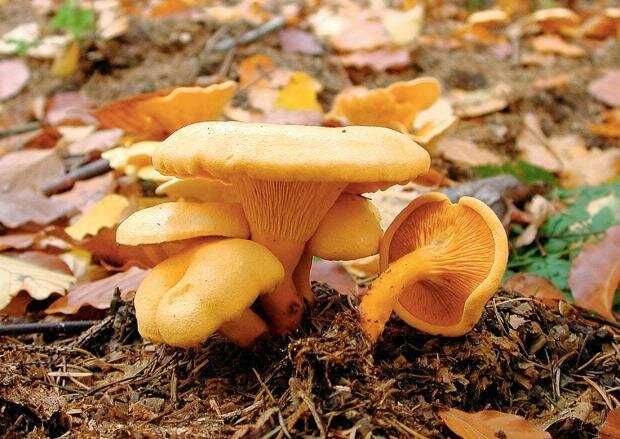 Покрась ядовитый гриб для того, чтобы создать его двойника.