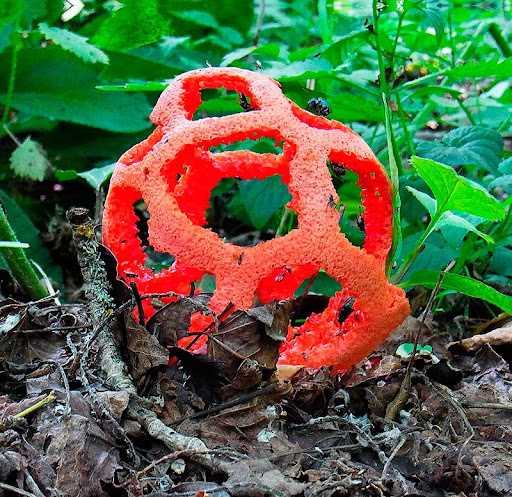 Редкий и очень ядовитый гриб В парке Сочи вырос решеточник красный