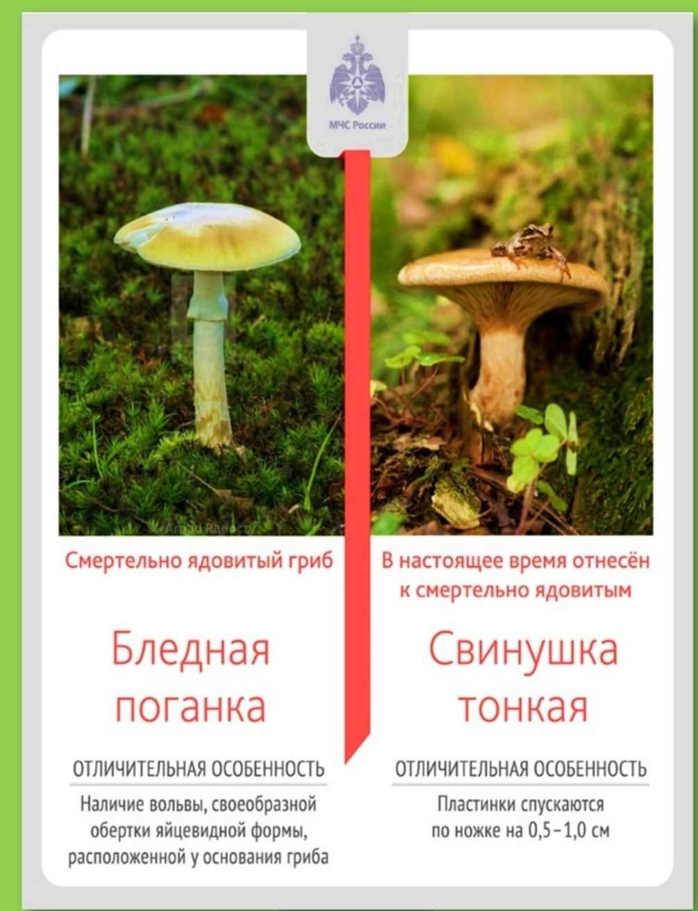 «Осторожно ядовитые грибы и растения»