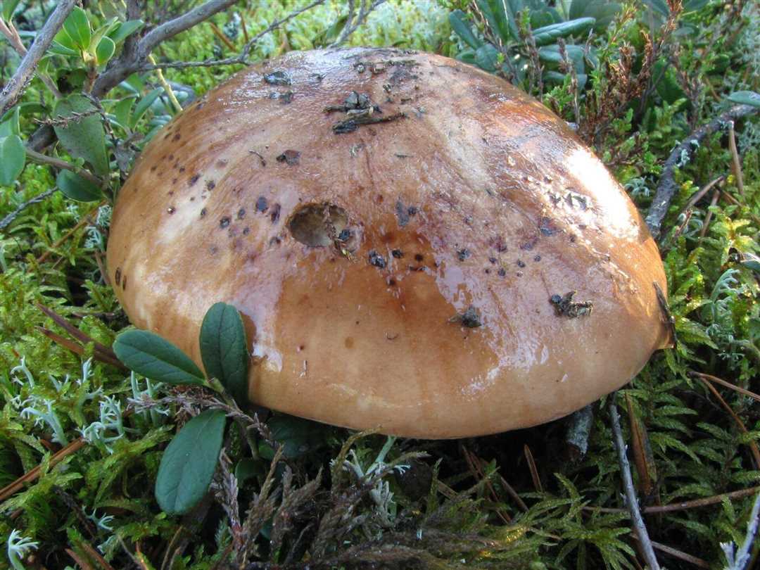 Рядовка гриб ядовитые фото и описание