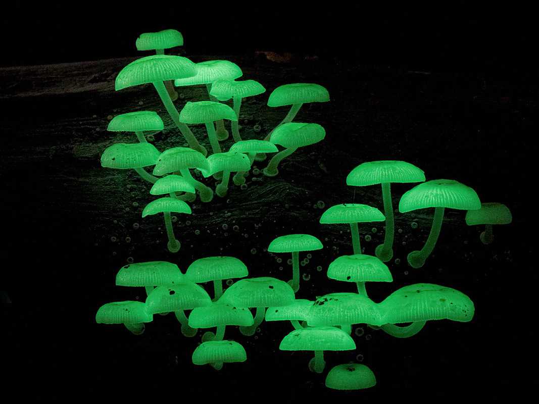 Необычные грибы, обладающие ядовитыми свойствами