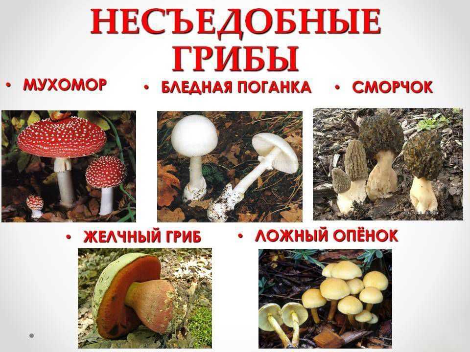 Особенности сатанинского гриба