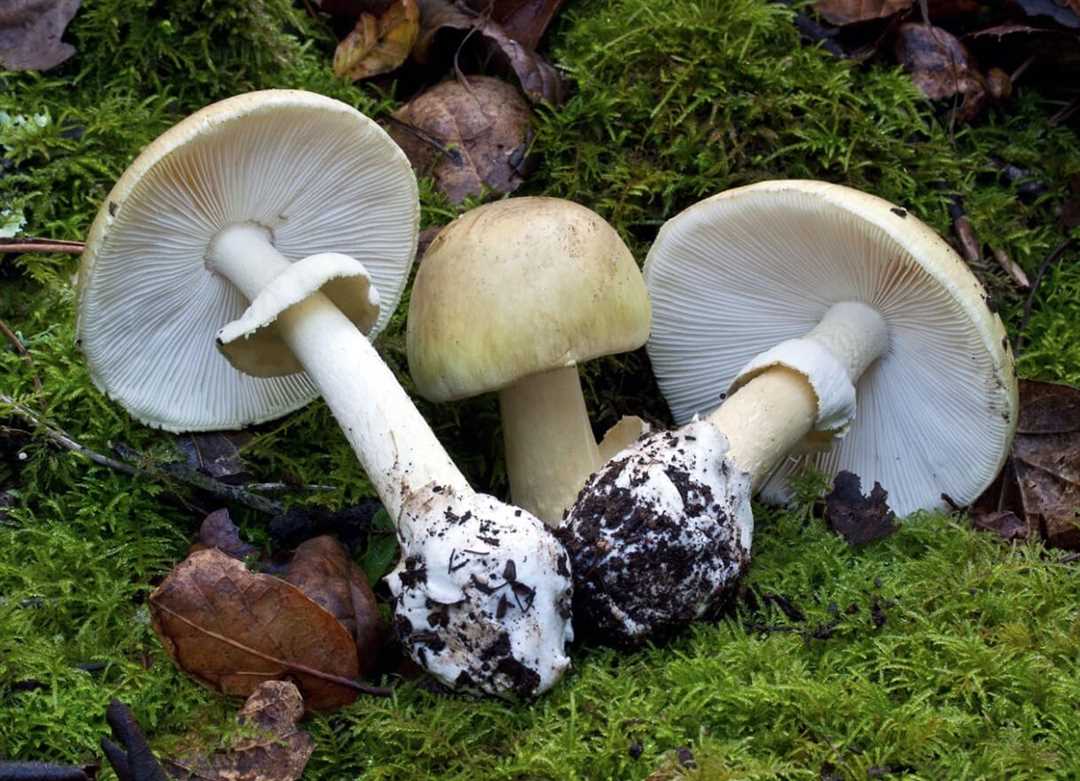 Ложные грибы – самые опасные и распространённые