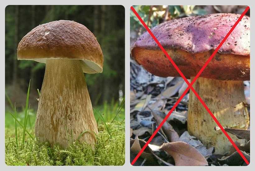 📑 Сатанинский гриб – Boletus satanus