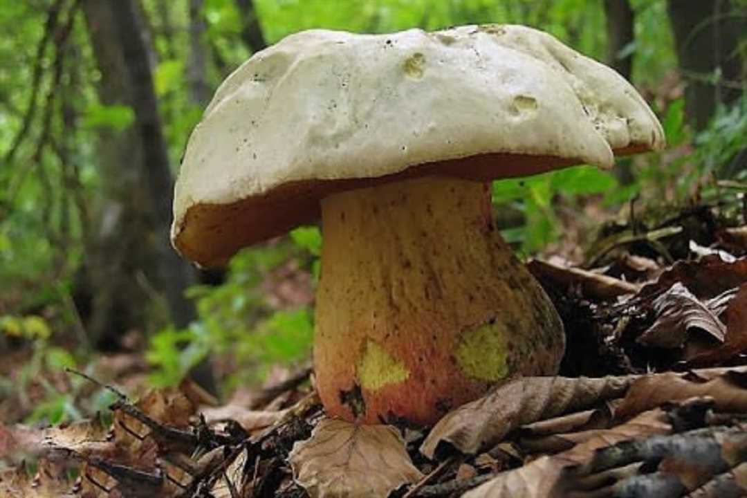 Что такое сатанинский гриб и почему его так называют?