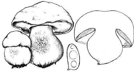 Рисунок карандашом белый гриб - 66 фото