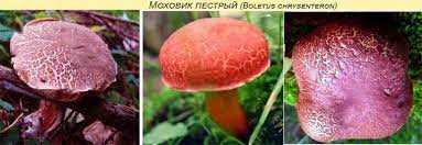 Сравнение сатанинского гриба трубчатого и пластинчатого