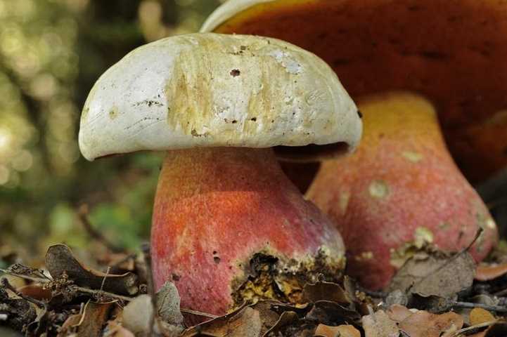 Тулячка нашла сатанинский гриб в горах Крыма