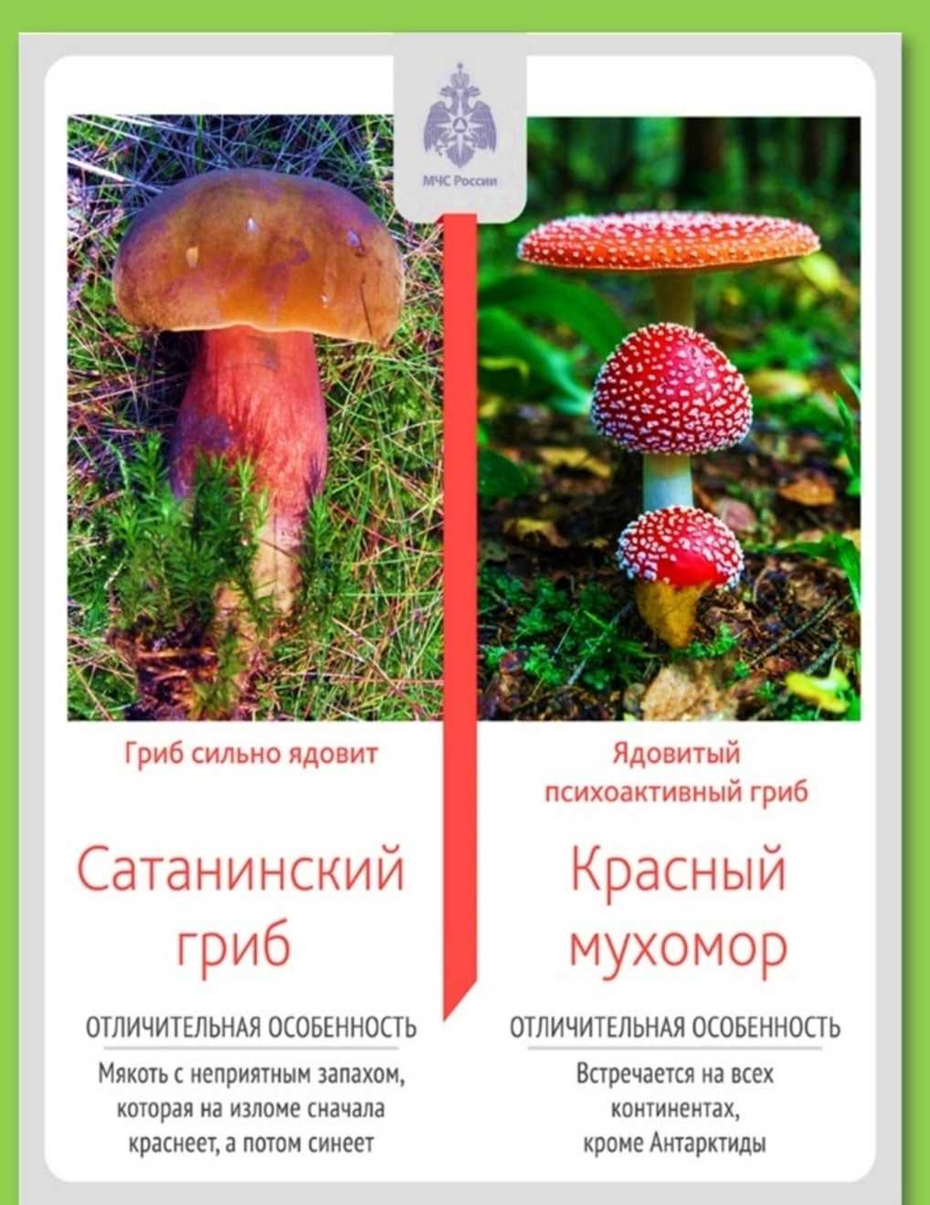 1. Значение грибов в природе и для человека