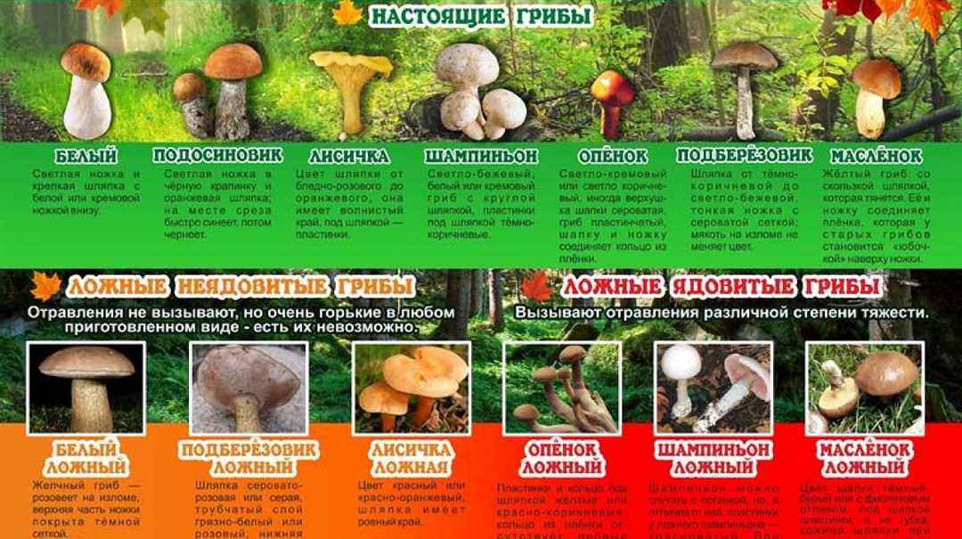 Съедобные и ядовитые грибы план-конспект урока по окружающему миру 3 класс