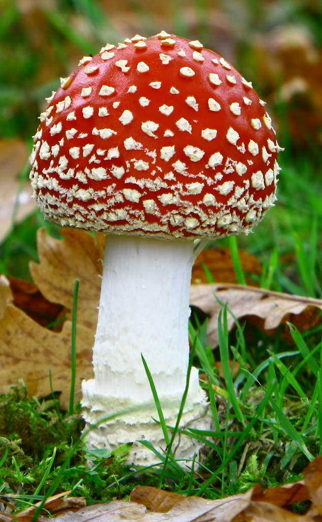 Свежие грибы приобретают токсичные свойства.
