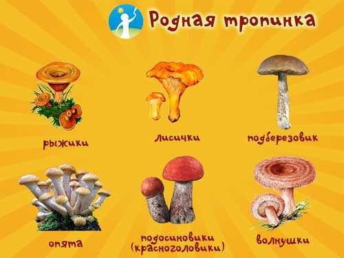 Публикация «Конспект занятия „Съедобные и несъедобные грибы“» размещена в разделах