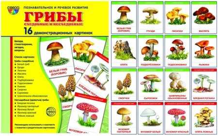 Съедобные и ядовитые грибы для дошкольников