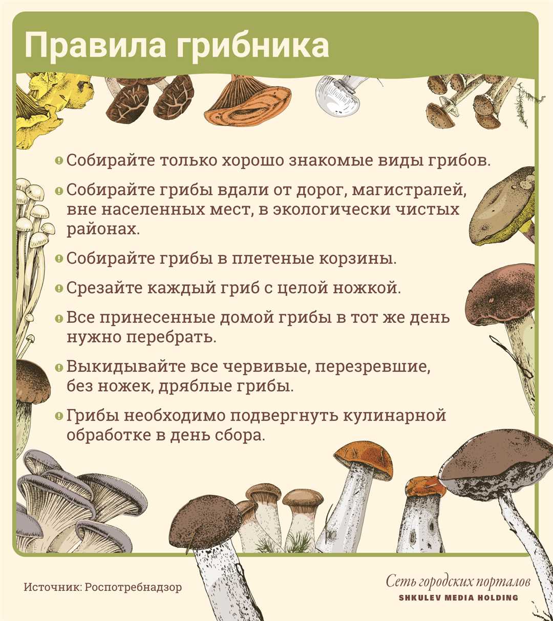 Съедобные и ядовитые грибы правила сбора грибов
