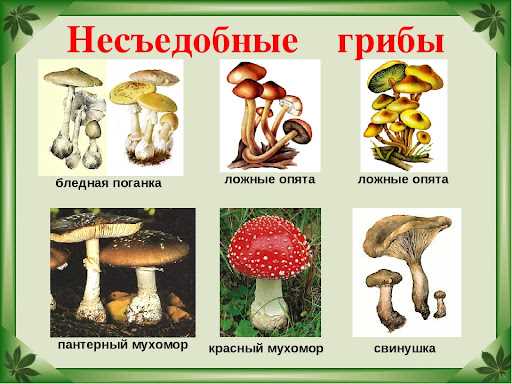 Осторожно с ядовитыми грибами: