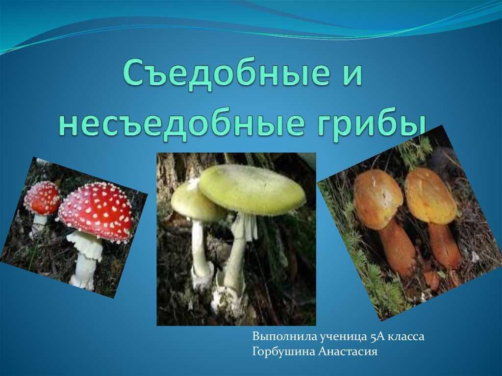 Ядовитые и съедобные грибы. «Всякий гриб в руки берут, Да не всякий в кузовок кладут» - презентация