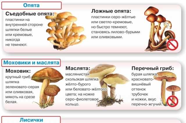 Съедобные и ядовитые грибы тюменской области сообщение