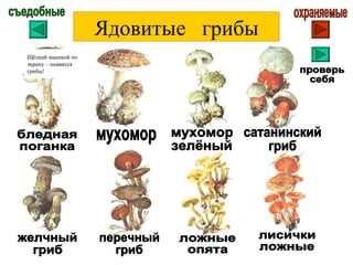 Характеристика шляпочных грибов