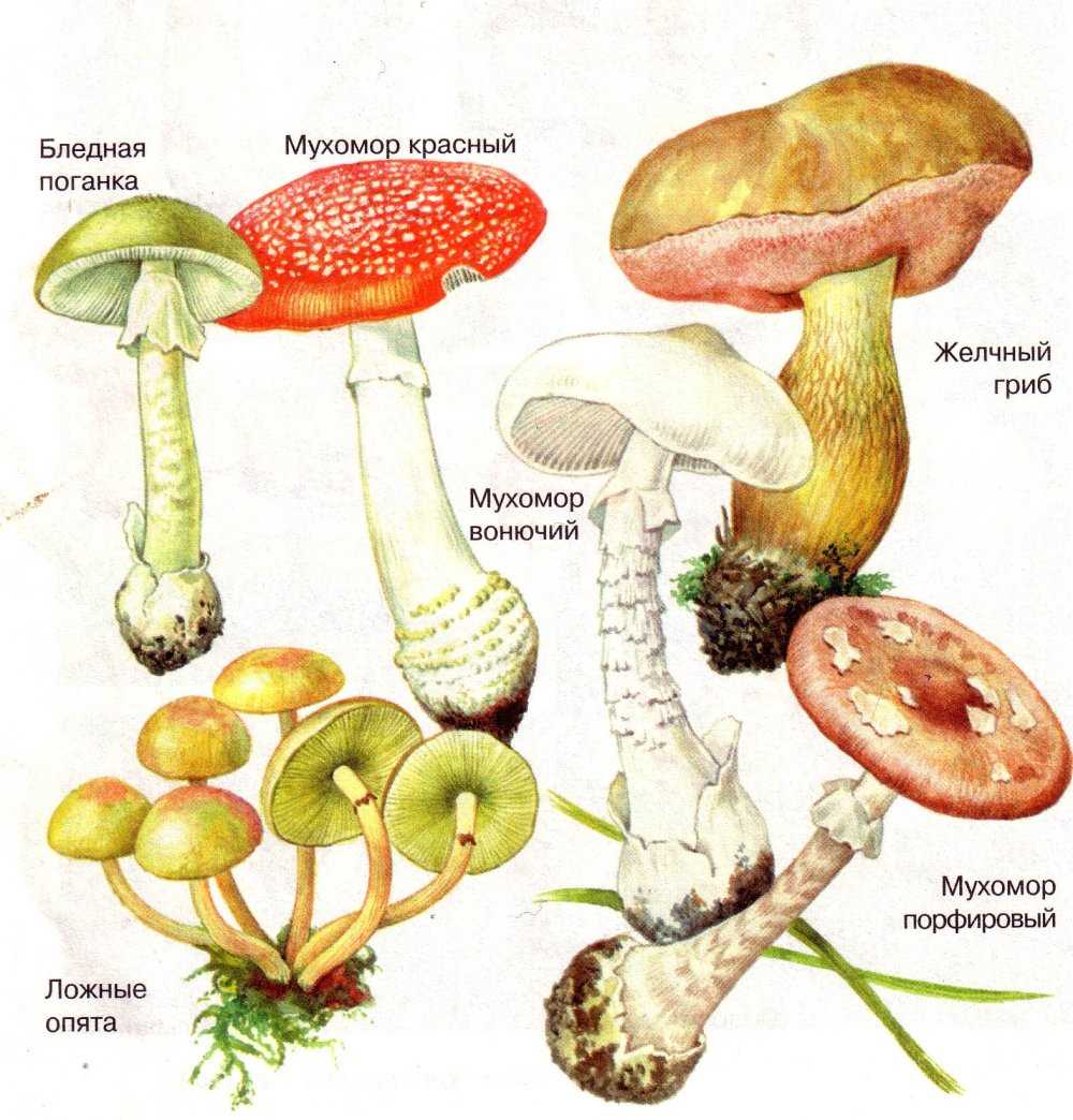 Опасные и вкусные грибы для сбора.