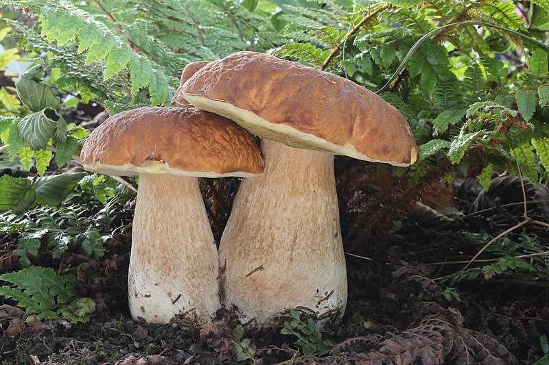 Грибные темы о профилактике отравлений грибами, правилах сбора и заготовки грибов, профилактике ботулизма