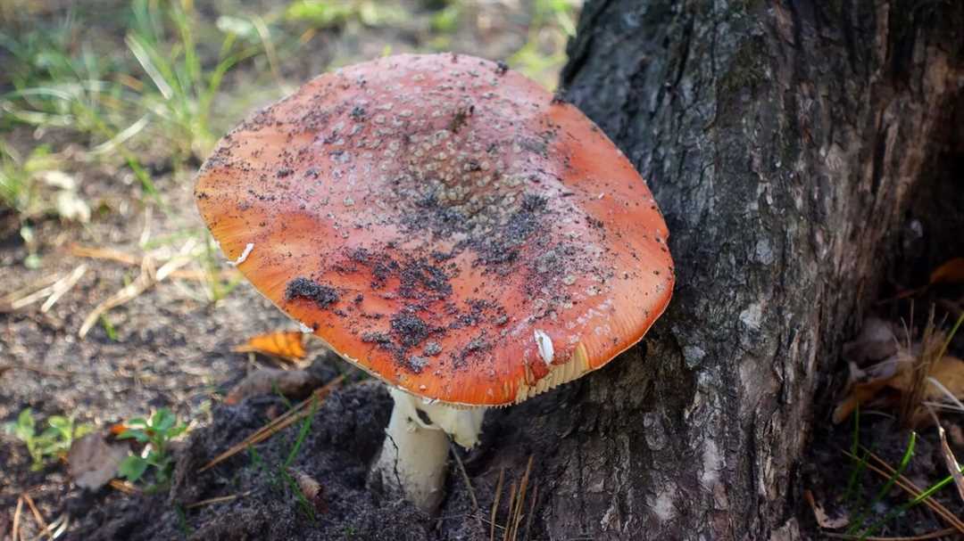 Опасность в лесу — история отравления грибами
