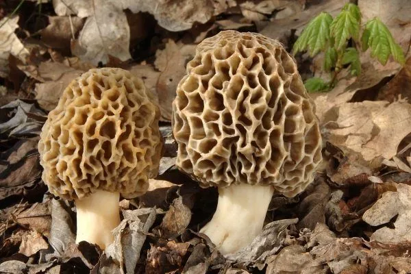 Сморчки — грибы, которые можно есть