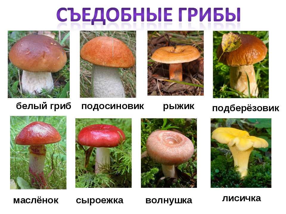 7. Какие грибы и где можно собирать в Иркутской области?