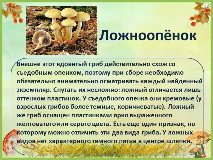Шапочные ядовитые и съедобные грибы