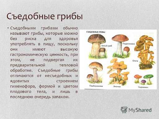 Опасности и преимущества съедобных и ядовитых грибов