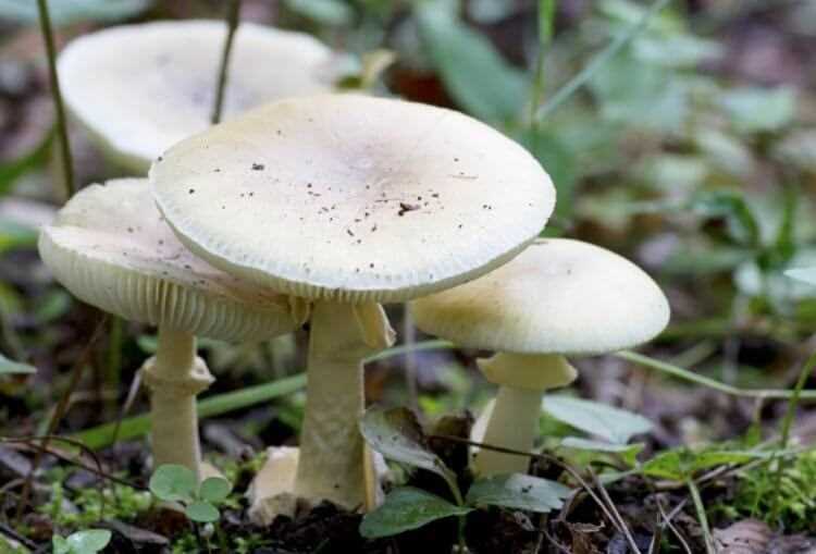 Самый ядовитый гриб в мире – где он растет и как воздействует на людей