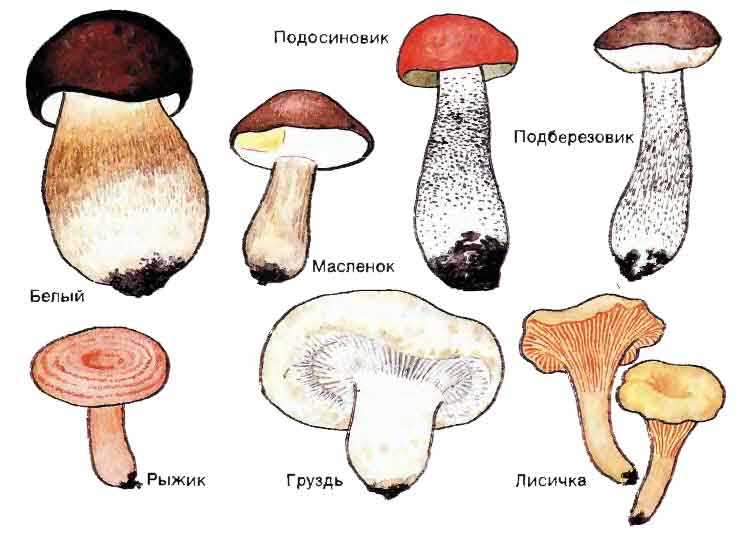 Сообщение о шляпчатых трубчатых ядовитых грибах