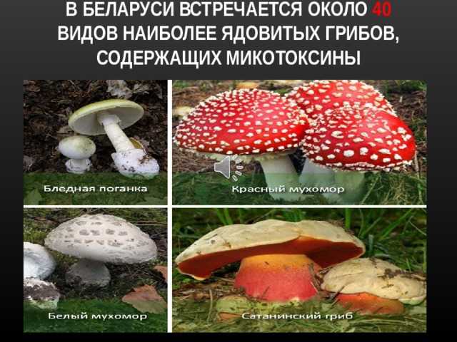 Доклад на тему Ядовитые грибы