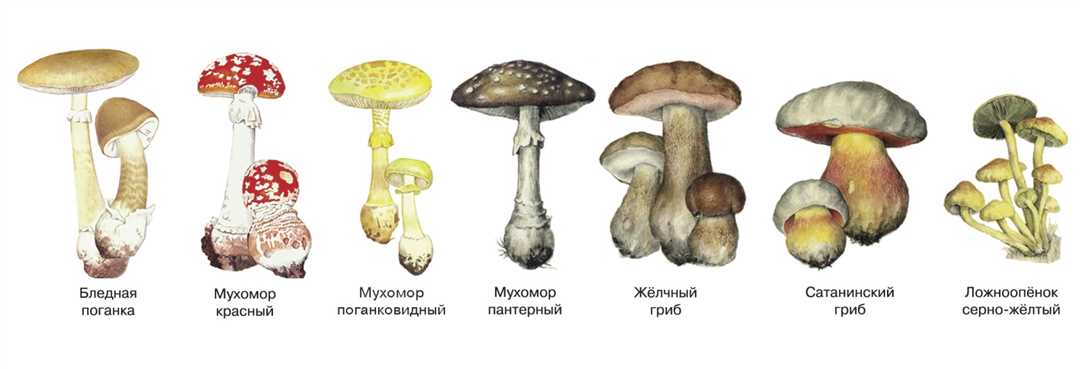 Правила поведения в лесу. Ядовитые грибы и растения Крыма