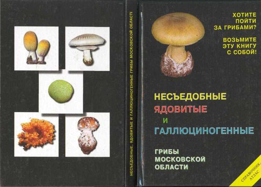 Опасные грибы — их опознание и последствия