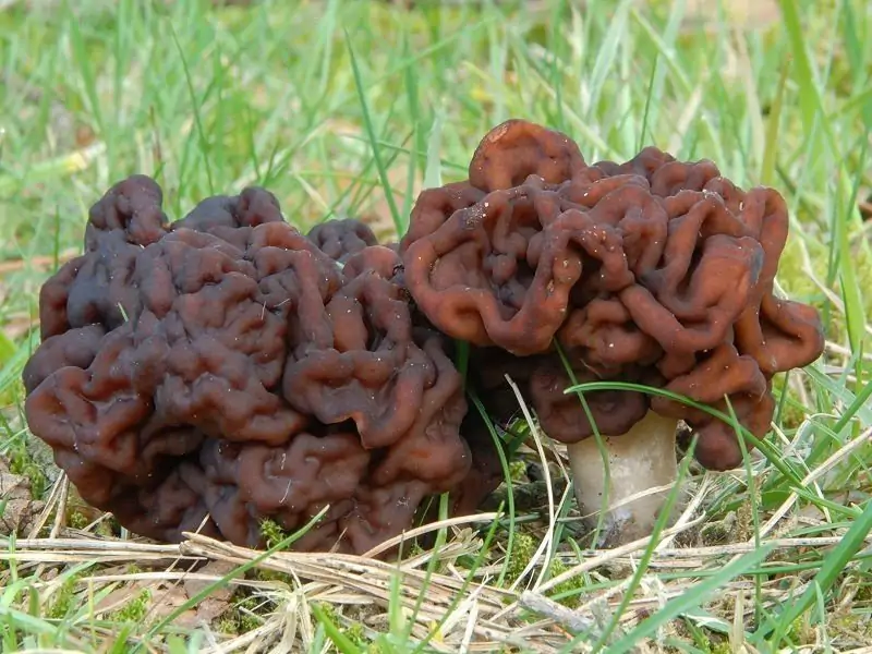 Строчки грибы ядовитые