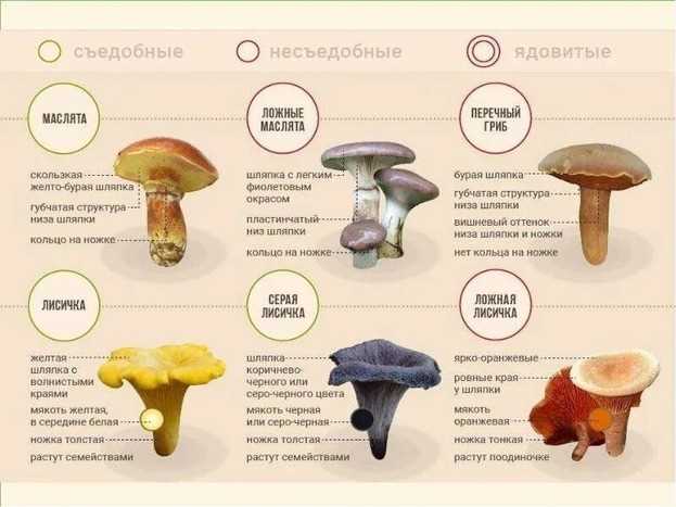 Какие грибы встречаются и активно растут в области?