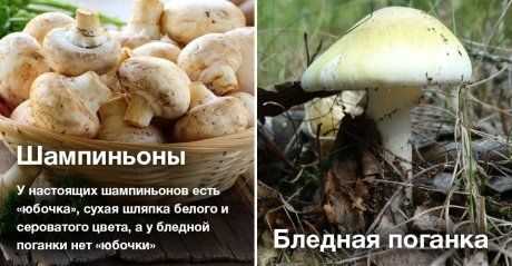 Умей отличать съедобные грибы от ядовитых