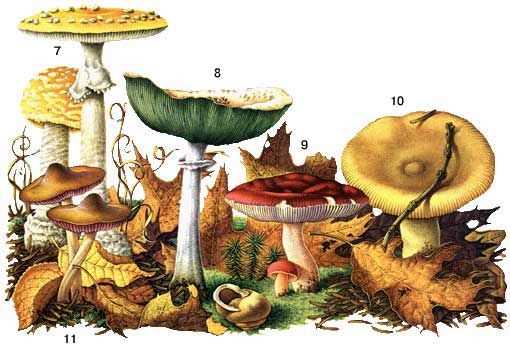 Умные карточки ядовитые грибы