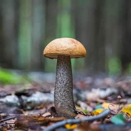 Съедобный гриб, 8 букв - сканворды и кроссворды