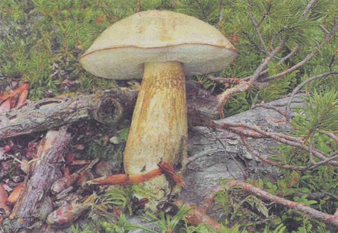 Как различить ядовитые грибы