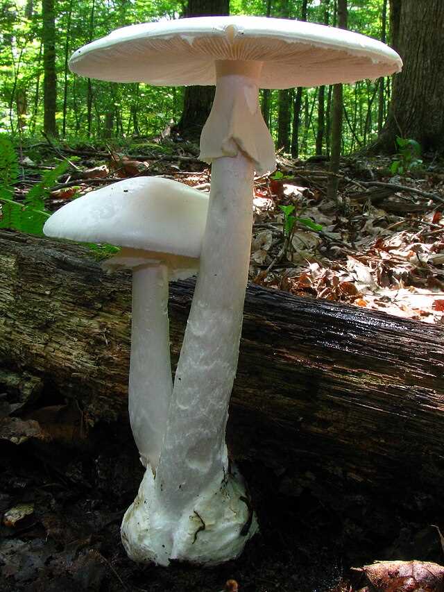 Названы пять ядовитых грибов, которые маскируются под съедобные
