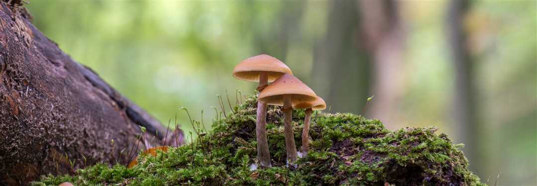 Описание гриба и его особенности