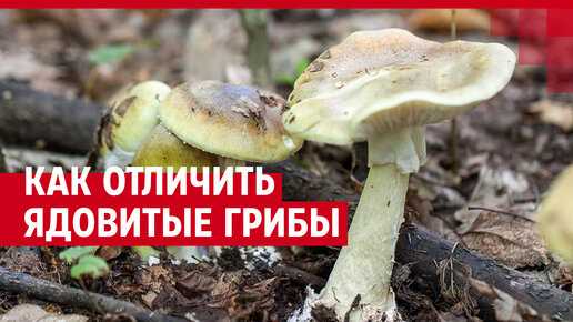 Посмотреть видео об опасных грибах.