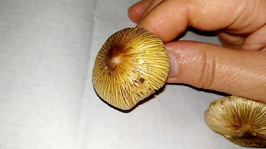 Необычные грибы. Небесно-голубой гриб