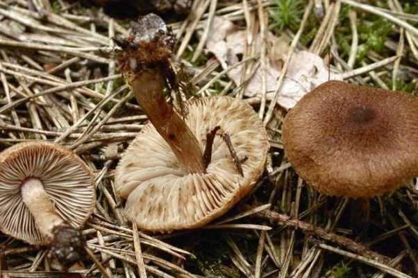 Ядовитые грибы западного Казахстана