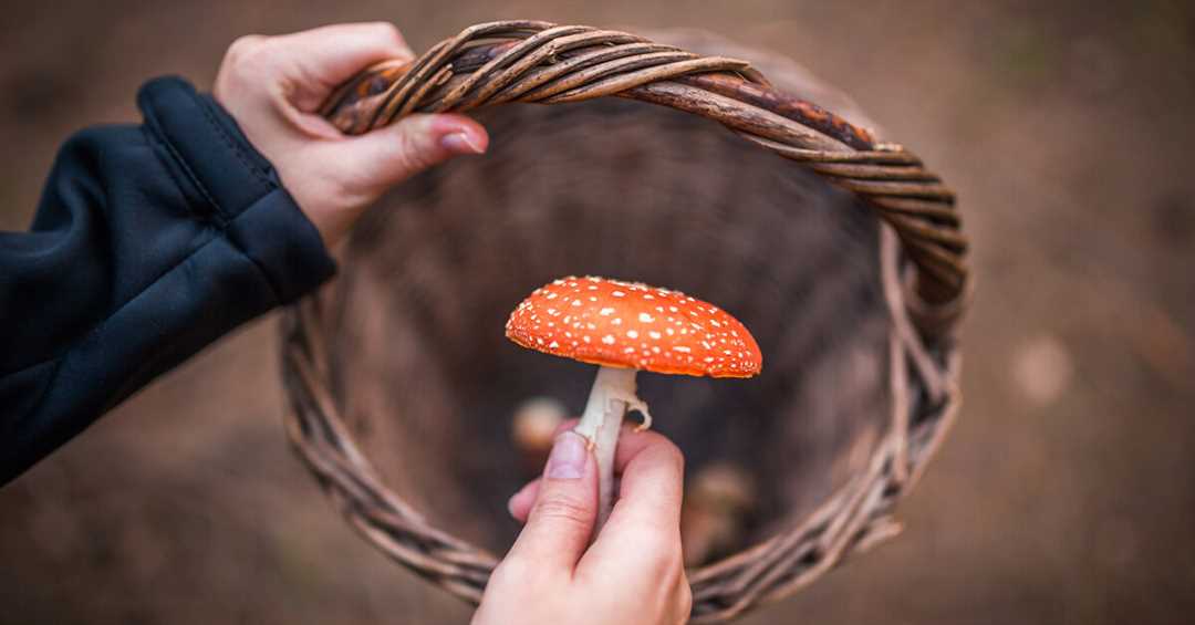 О мерах профилактики отравления грибами