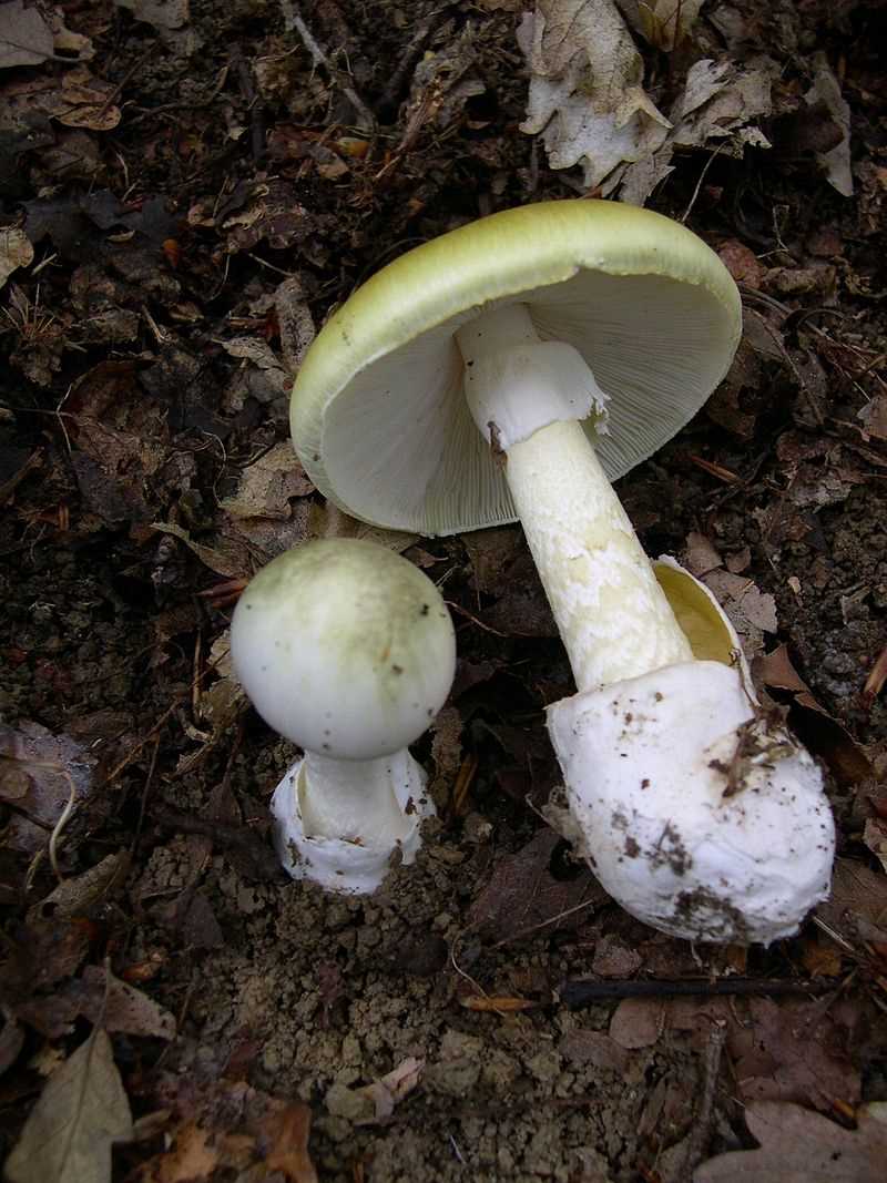 Почему важно знать возбудителя отравления грибами?