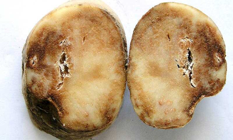 Какой гриб является наиболее опасным возбудителем заболевания картофеля?